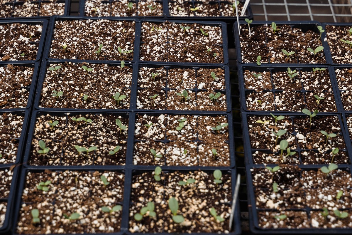 Young seedlings growing in black propagation trays on a greenhouse bench.