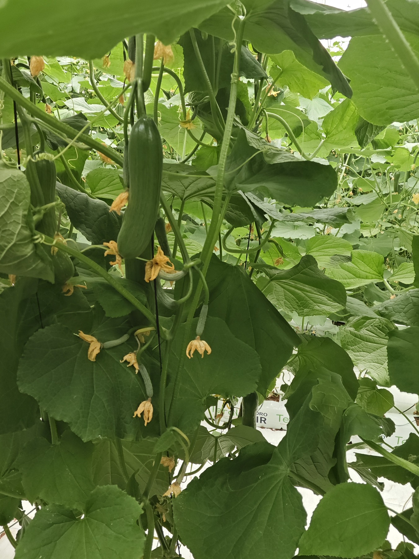 Cucumber crop