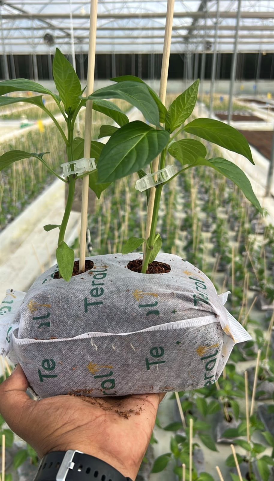 A young plant in a white nonwoven Teral coir propagation cube held in one hand