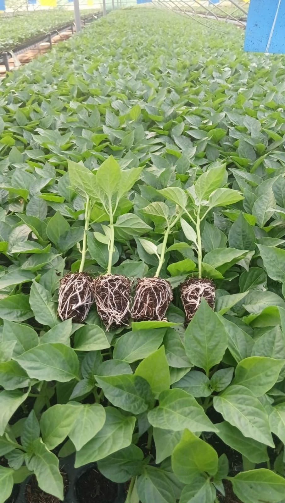 Young nursery plants with visible white roots in coir plugs