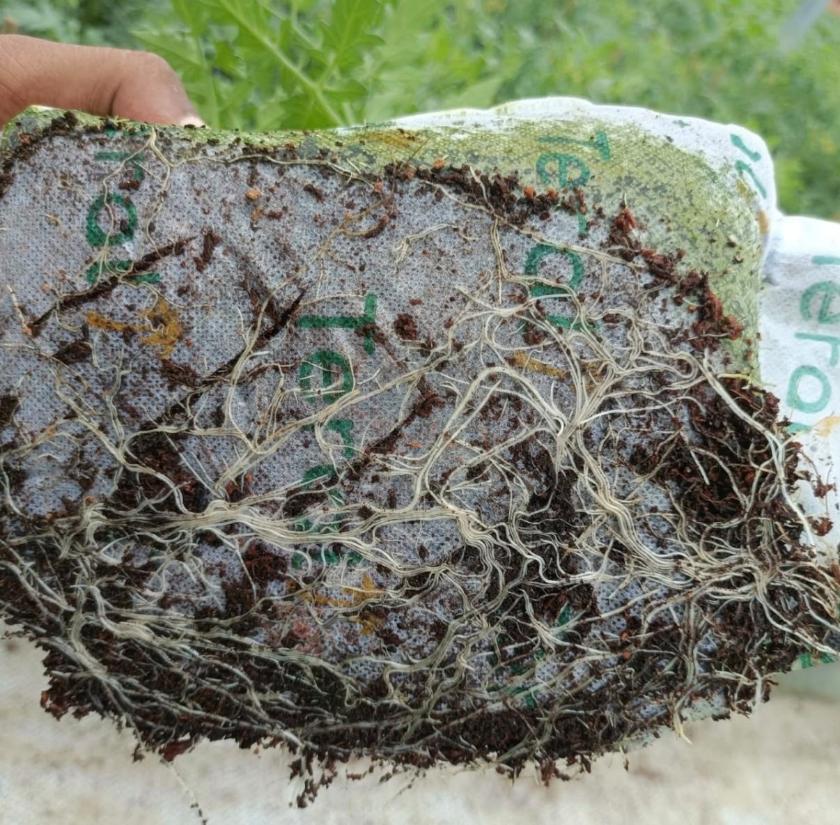 Fine white roots visible through a Teral coir propagation block