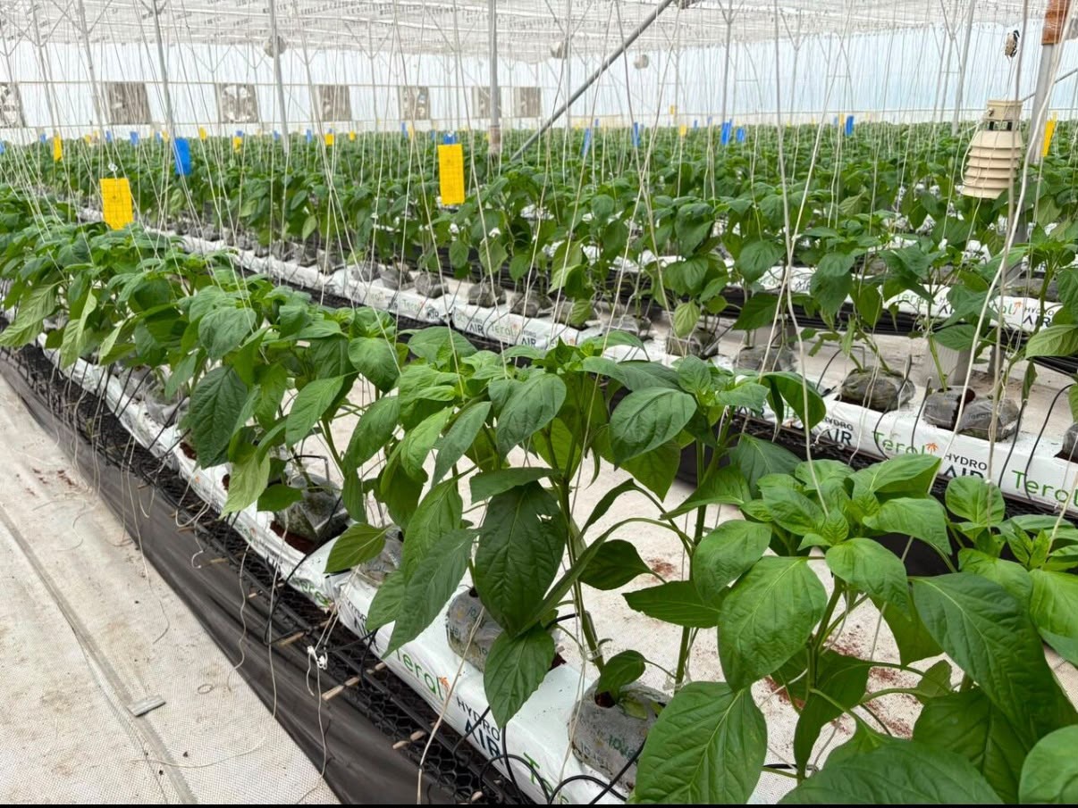 Teral growbags in a commercial greenhouse