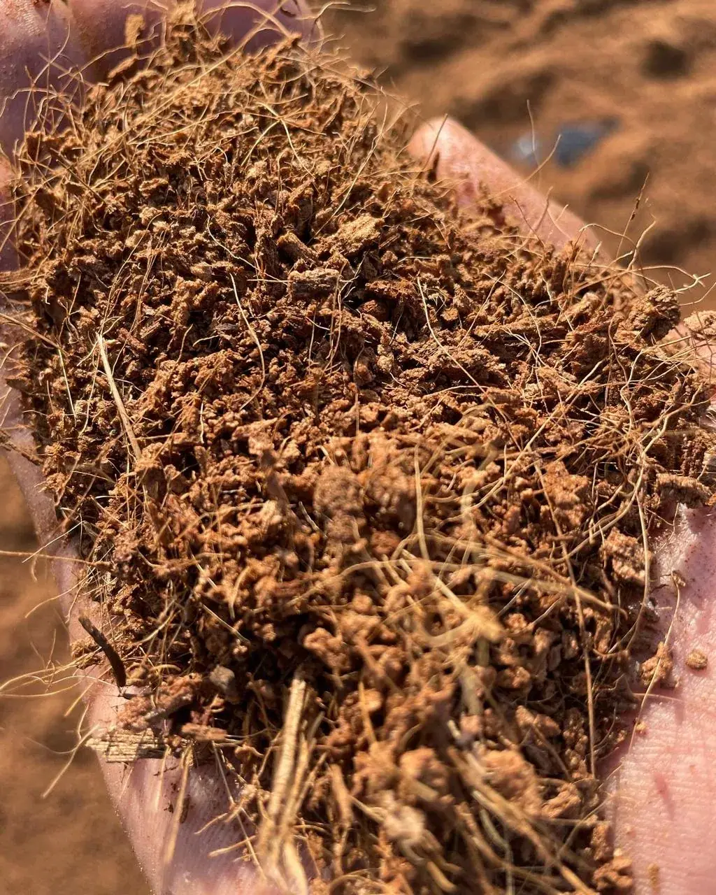 Hand holding coarse coconut coir fibres