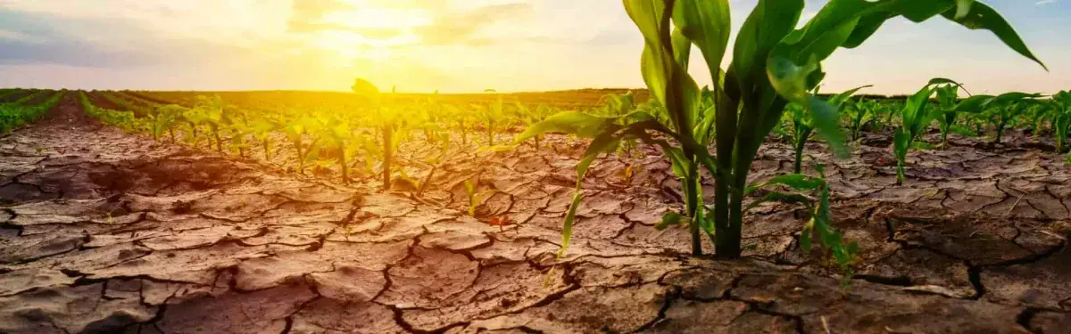 Young maize growing between cracked dry ground and green farmland