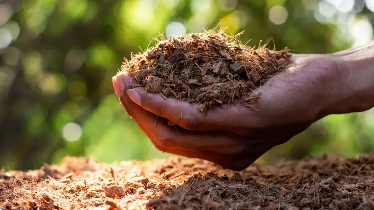 Hands holding loose brown growing medium above a pile