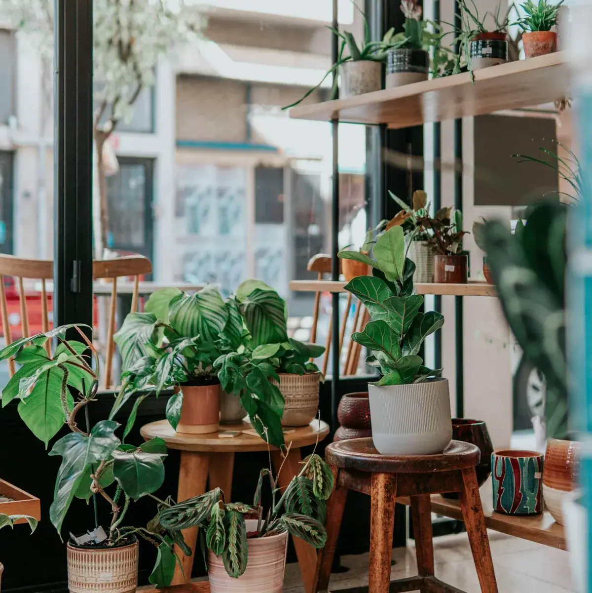 Potted indoor plants arranged on shelves