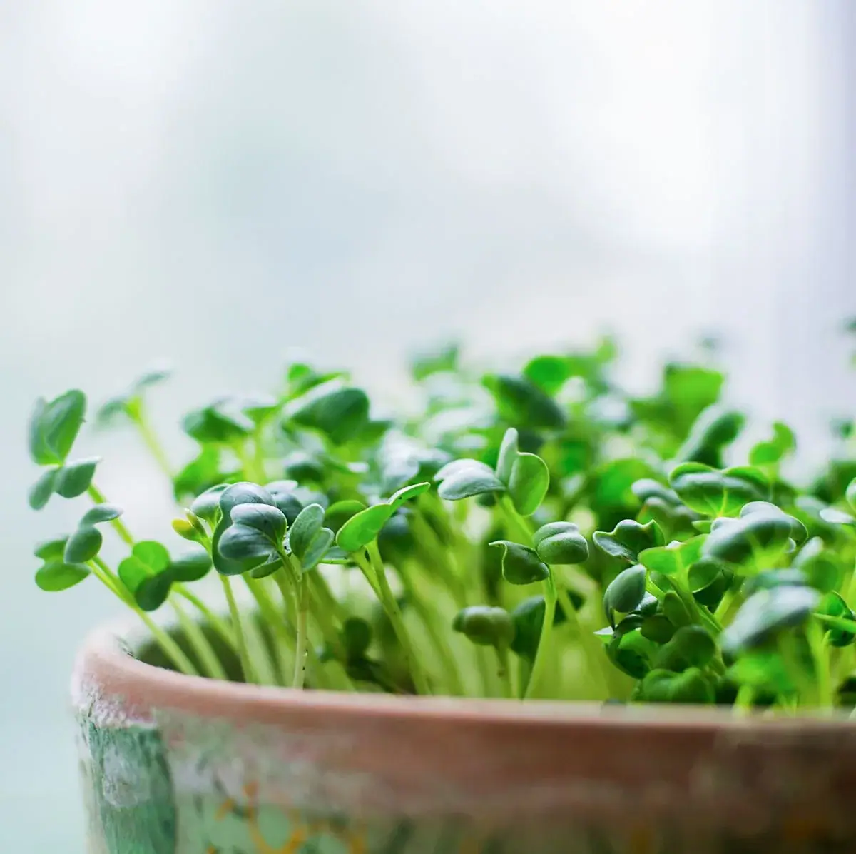 Dense green microgreens growing in a container