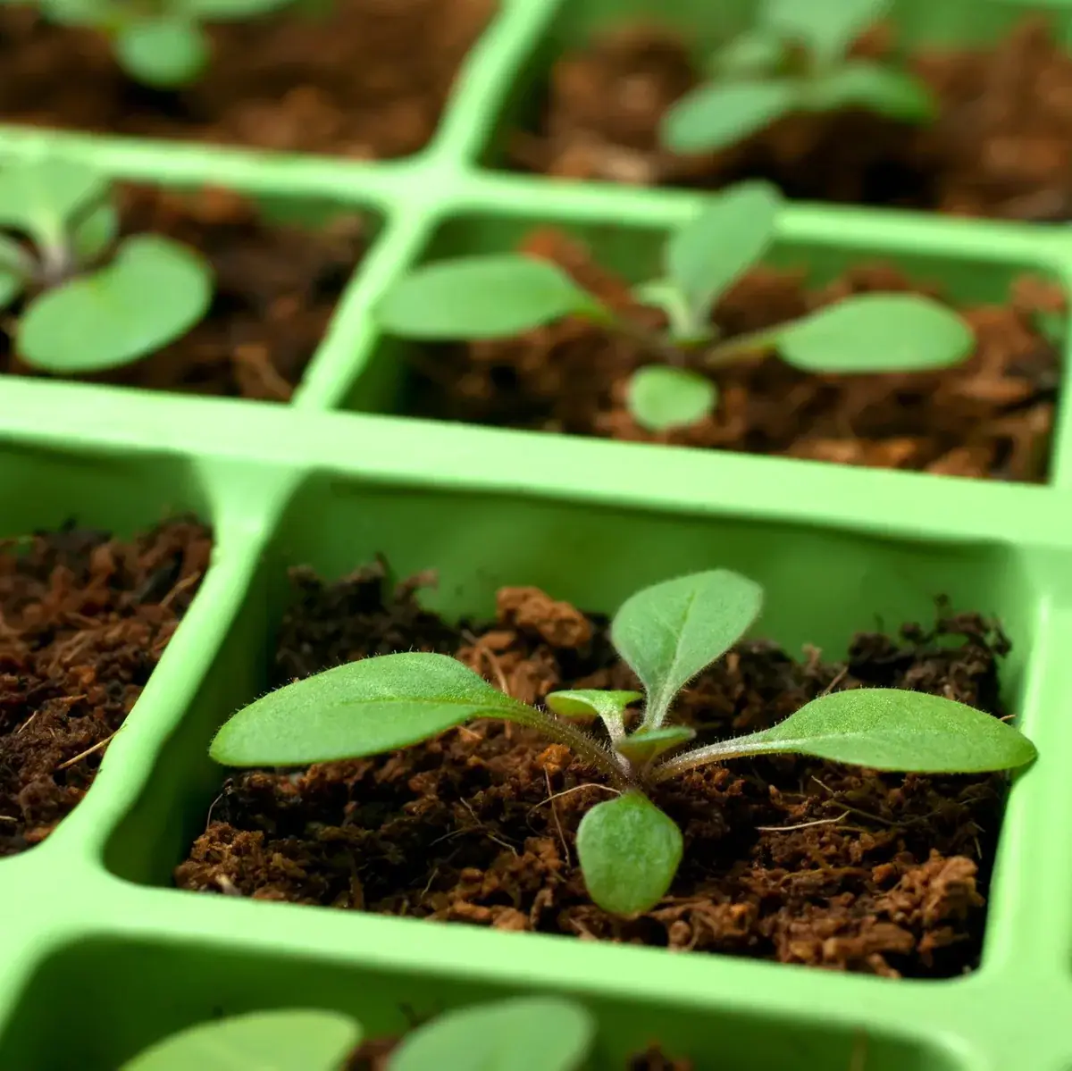 Young seedlings growing in individual green propagation cells