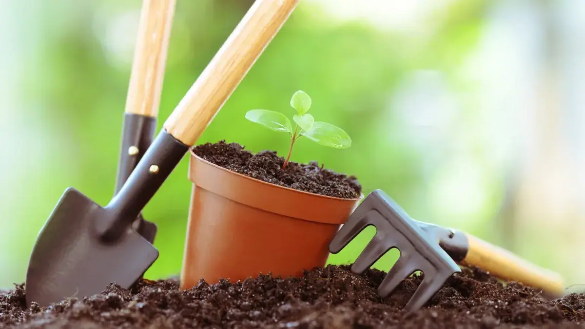 Potted seedling beside a garden spade and hand rake