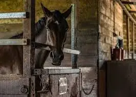 Horse looking out from a wooden stable