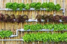 Vertical garden with plants in rows of wall-mounted pots