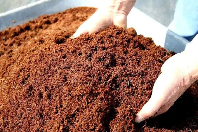 Hands holding loose brown cocopeat
