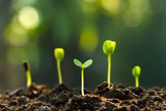 Seedlings at successive stages of emergence from the growing medium