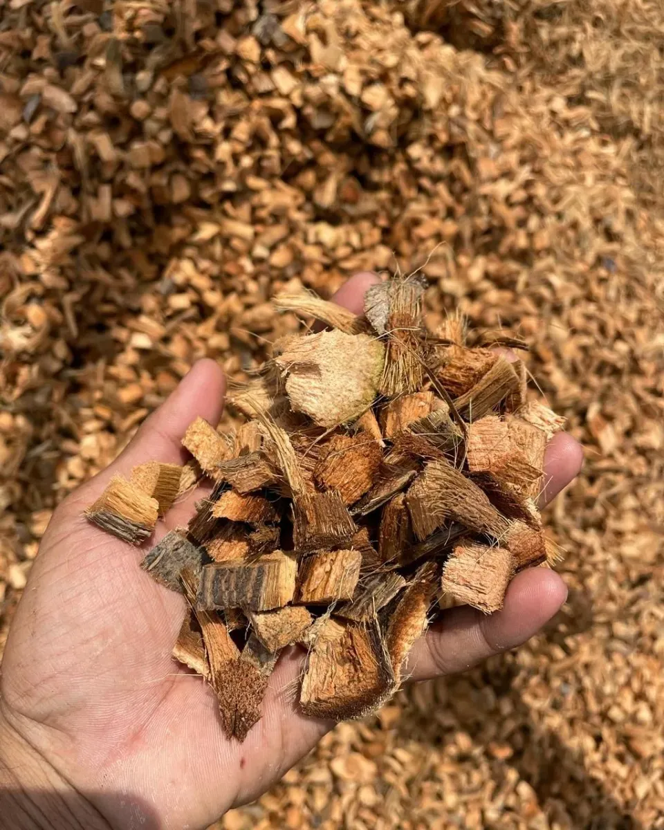 Hand holding chunky coconut husk chips